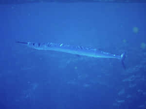 Blue Water Needlefish Swimming Wallpaper