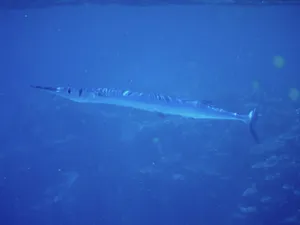 Blue Water Needlefish Swimming Wallpaper