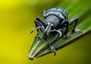 Blue Weevilon Green Leaf Wallpaper