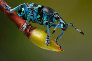 Blue Weevilon Plant Bud Wallpaper