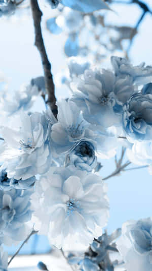 Blue White Floral Aesthetic Wallpaper