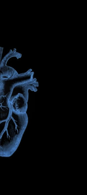 Blue Xray Human Hearton Black Background Wallpaper