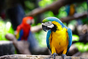 Blueand Yellow Macaw Perched Wallpaper