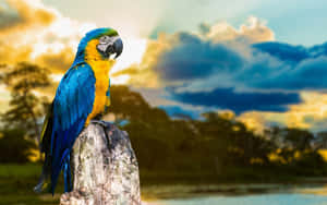 Blueand Yellow Macaw Perchedat Sunset Wallpaper