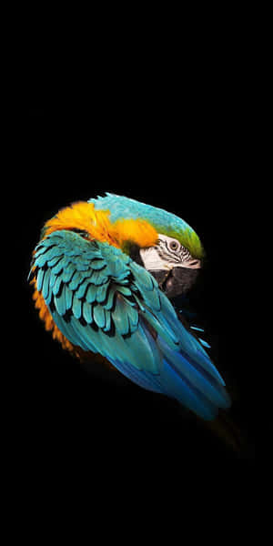 Blueand Yellow Macaw Resting Wallpaper