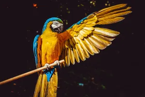 Blueand Yellow Macaw Spreading Wings Wallpaper