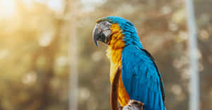 Blueand Yellow Macawat Sunset Wallpaper