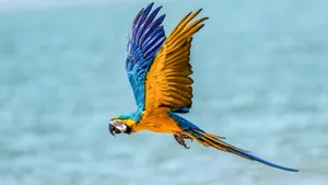 Blueand Yellow Macawin Flight Wallpaper