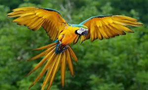 Blueand Yellow Macawin Flight.jpg Wallpaper