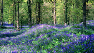 Bluebell Woodland Glade Wallpaper