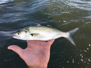 Bluefish Caught Hand Held Above Water Wallpaper