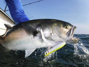 Bluefish Caughton Lureat Sea Wallpaper