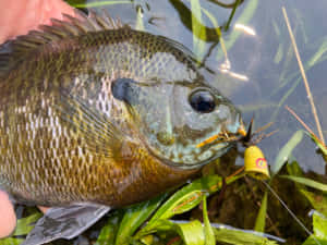 Bluegill Caughton Lure Wallpaper