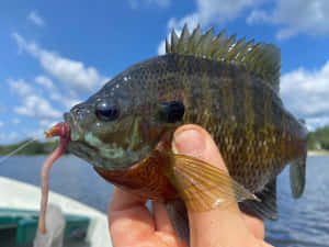 Bluegill Caughton Worm Lake Fishing Wallpaper