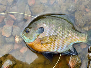 Bluegill Fish Caughton Line Wallpaper