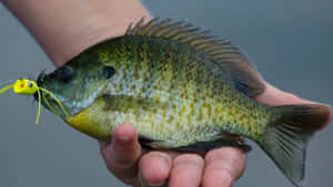 Bluegill Fish Caughtwith Lure Wallpaper