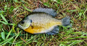 Bluegill Fish On Grass Wallpaper