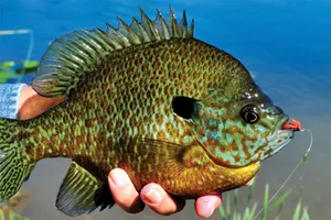 Bluegill Sunfish Caughton Lure Wallpaper