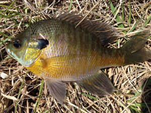 Bluegill Sunfish On Dry Grass.jpg Wallpaper