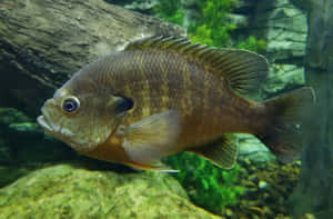 Bluegill Sunfish Underwater View.jpg Wallpaper