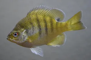 Bluegill Sunfish Underwater View.jpg Wallpaper