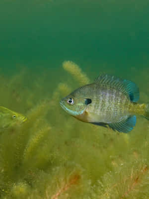 Bluegill Swimming Underwater.jpg Wallpaper