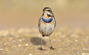 Bluethroat Lark Standing Ground Wallpaper