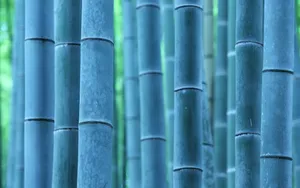 Bluish Bamboo 4k Wallpaper