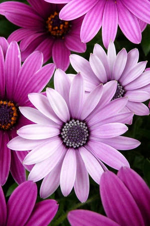 Blumen Flower Desktop Background Wallpaper