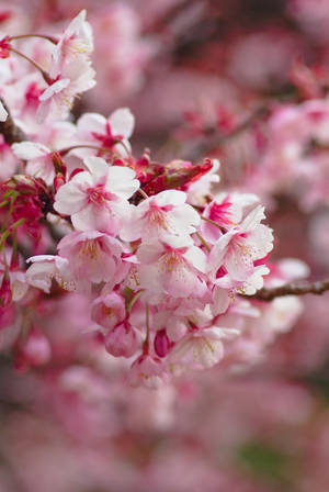 Blurry Pink Sakura Flowers Against A Vivid Blue Sky Wallpaper