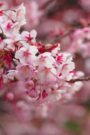Blurry Pink Sakura Flowers Against A Vivid Blue Sky Wallpaper