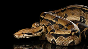 Boa Constrictor Black Background Wallpaper