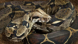 Boa Constrictor Camouflage Wallpaper