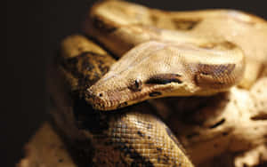 Boa Constrictor Close Up Wallpaper