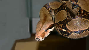 Boa Constrictor Close Up Wallpaper