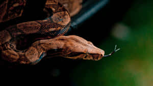 Boa Constrictor Close Up Tongue Flick Wallpaper