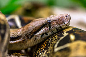 Boa Constrictor Close Up Wallpaper