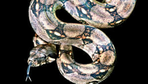 Boa Constrictor Close Up Wallpaper