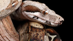 Boa Constrictor Close Up Wallpaper