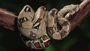 Boa Constrictor Coiledon Branch Wallpaper