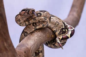 Boa Constrictor Coiledon Branch Wallpaper