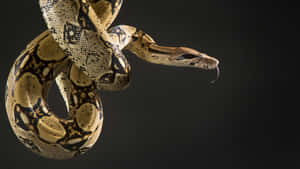 Boa Constrictor Elegant Pose Wallpaper