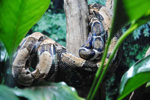 Boa_ Constrictor_in_ Habitat Wallpaper