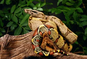 Boa Constrictor Restingon Branch Wallpaper