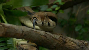 Boa Constrictor Restingon Branch Wallpaper