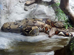 Boa Constrictor Restingon Rock Wallpaper