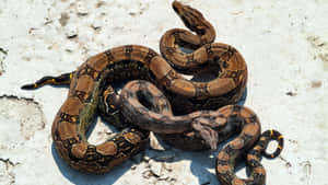 Boa Constrictor Sunbathing Wallpaper