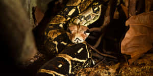 Boa Constrictorin Habitat.jpg Wallpaper