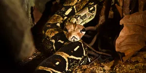 Boa Constrictorin Habitat.jpg Wallpaper