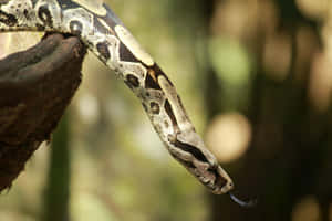 Boa Constrictorin Natural Habitat Wallpaper